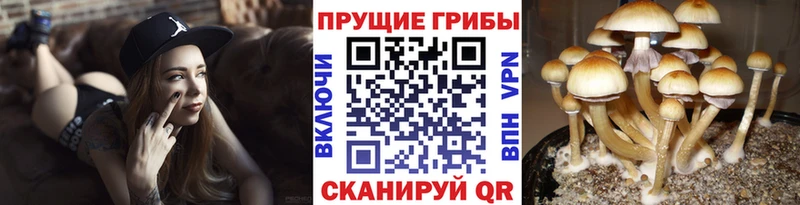 Галлюциногенные грибы ЛСД Кочубеевское